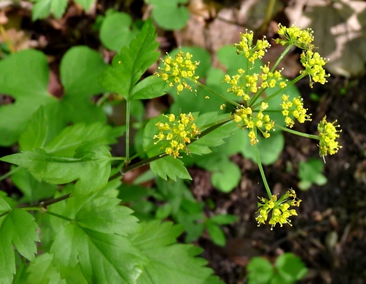 {Thaspium barbinode}